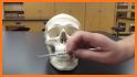 Dental Anatomy & Skull related image