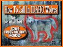 Coyote hunting calls Pro: coyote, fox, wolf sounds related image