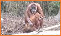 Happy Orangutan - palm oil related image