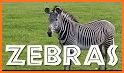 Zebra related image