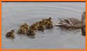 Danger Ducklings related image