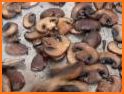 Flank steak with mushroom salad and sesame mayo related image