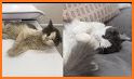 Cat's Story: Rescuer Cat & Doodle It related image