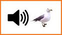 Seagull Sounds related image