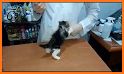 Cat Vet Clinic related image