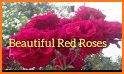 Red Rose Beauty Flower Theme related image