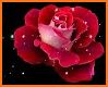 Flowers and Roses Live Wallpaper Gif related image