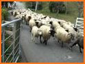 Sheep Run related image