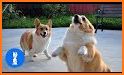 Corgi VPN related image