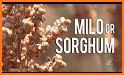 Sorghum Camera related image