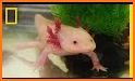 Axolotl related image