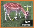 Guess the animal: Zoology quiz. Game with animals related image