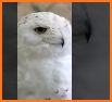 Snowy Owl Launcher Theme related image