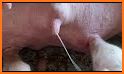 Baby pig mommy newborn related image