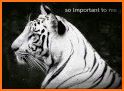 Tiger Wildlife Keyboard Background related image