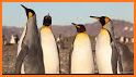 King penguin related image