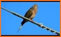 Mourning Dove Coo Call Sound related image