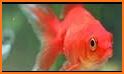 Cute Koi Fish 🐠 Nature Keyboard related image