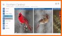 iBird United Kingdom Pro related image