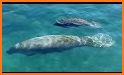 ManateeFest related image