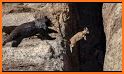 Animal Climber related image