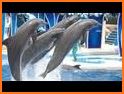 Dolphin Water Show related image