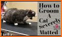 Cat Care & Grooming related image