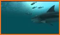 Sharks Live Wallpaper related image