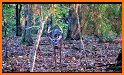 Alabama Whitetail Records - Trophy Deer Records related image