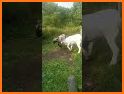 Impish Goat Escape - A2Z related image