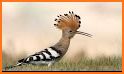 Hoopoe related image