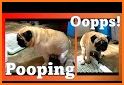 Pug Pad related image