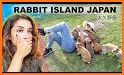 Rabbit Island related image