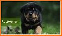 Dog Breeds Profile related image