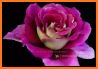 Flowers Bouquet Glitter HD and Roses Photos Gif 3D related image