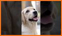 Puppies Live Wallpaper related image