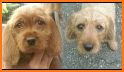 Basset Fauve de Bretagne related image