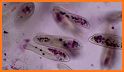 Paramecium Camera related image