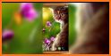 Kittens Lovely Live Wallpaper related image