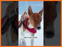 Basenji Dog TB09 related image