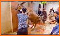 Eid Qurbani Photo Frame HD 2021 related image