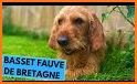 Basset Fauve de Bretagne related image