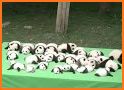 Cute Baby Panda - Daycare related image