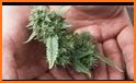 Natural Remedies MMJ related image