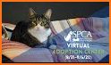 Virtual Animal Shelter Buddies related image