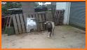 Ingenious Goat Escape related image