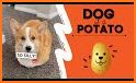 Puppy Playmate Picture Match related image