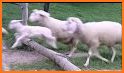 Sheep Sounds related image