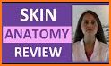 Integumentary System - Skin Quiz related image