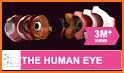 Anatomy Human Eye related image